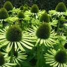 200 Seeds Green Jewel' Echinacea Coneflower Fresh Seeds