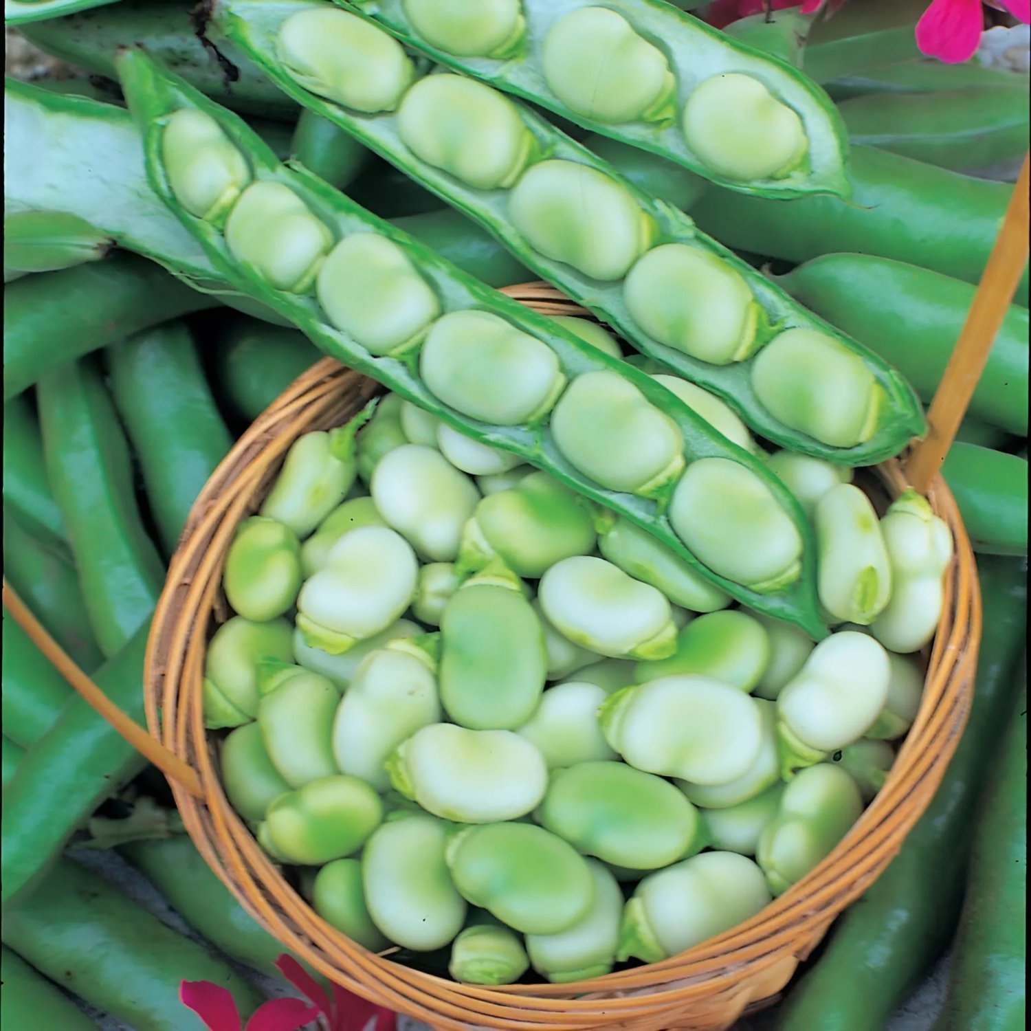 10 Seeds Masterpiece Green Broad Bean Fresh Seeds