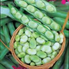 10 Seeds Masterpiece Green Broad Bean Fresh Seeds
