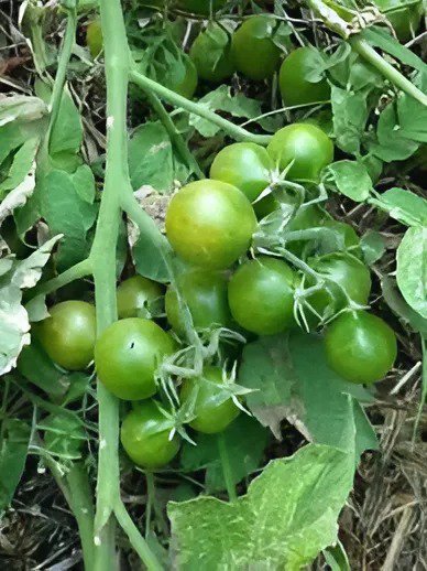 600 Seeds Green Cherry Tomato 'Saintess' Organic Fresh Seeds
