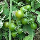 600 Seeds Green Cherry Tomato 'Saintess' Organic Fresh Seeds