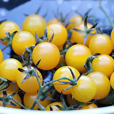 600 Seeds Bright Yellow Cherry Tomato 'Saintess' Organic Fresh Seeds
