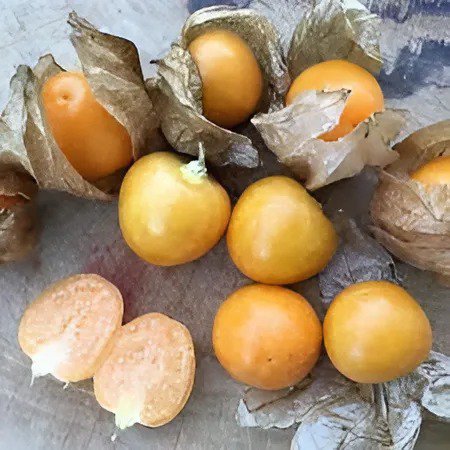 500 Seeds Physalis alkekengi Yellow Chinese Lantern Bladder Cherry Fruit Fresh Seeds