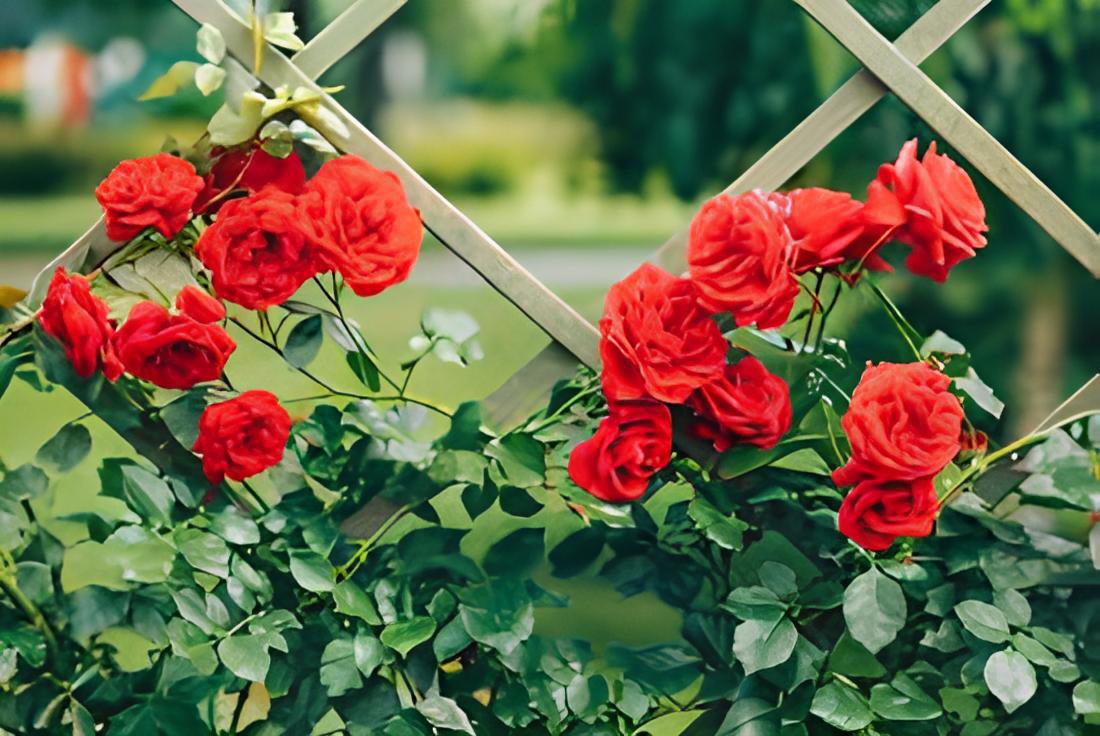 200 Seeds Garden Rose Seeds Big Double Flowers Climbing Plants Fresh Seeds