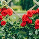 200 Seeds Garden Rose Seeds Big Double Flowers Climbing Plants Fresh Seeds