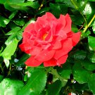 100 Seeds Hardy Water Red Rose Fresh Seeds