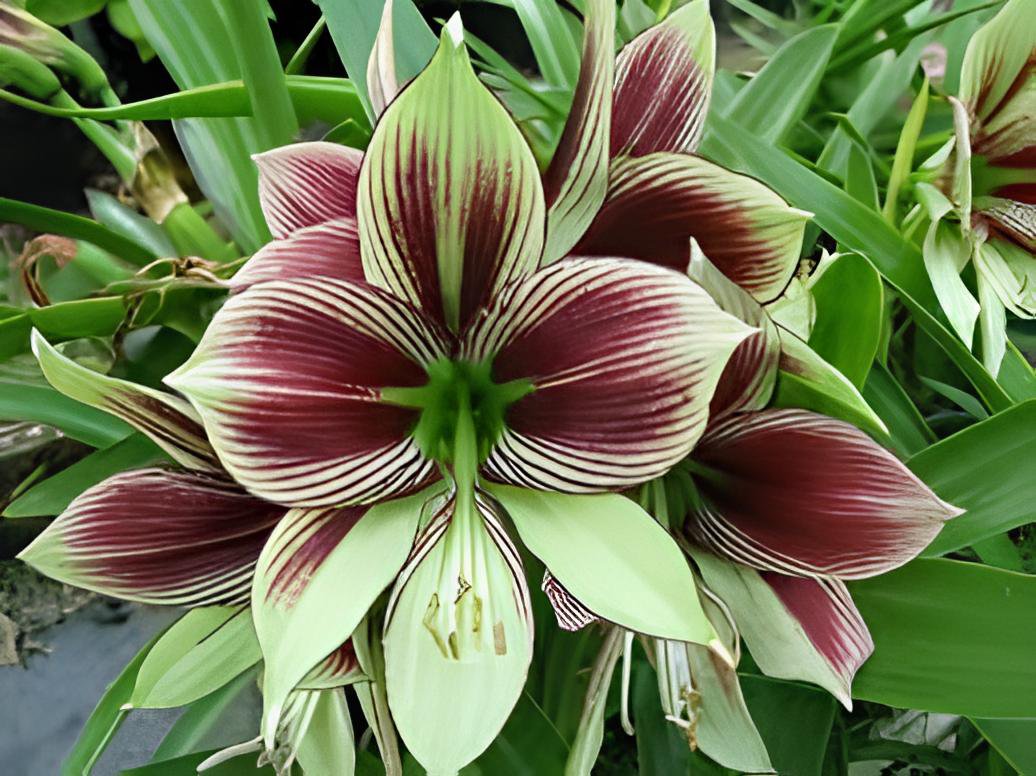 200 Seeds Amaryllis Seed 'Tiger' Fresh Seeds