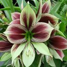 200 Seeds Amaryllis Seed 'Tiger' Fresh Seeds