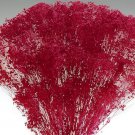 100 Seeds Rare Red Creeping Baby's Breath Flower Fresh Seeds
