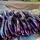 16 Seeds Sichuan Super Red Early-maturing Long Eggplant Fresh Seeds