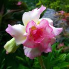 4 Seeds Rosy Adenium Obesum IRIN Desert Rose Flowers Fresh Seeds