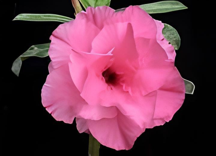 4 Seeds Rosy Adenium Obesum Hassadee Pink Desert Rose Flowers Fresh Seeds