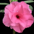 4 Seeds Rosy Adenium Obesum Hassadee Pink Desert Rose Flowers Fresh Seeds