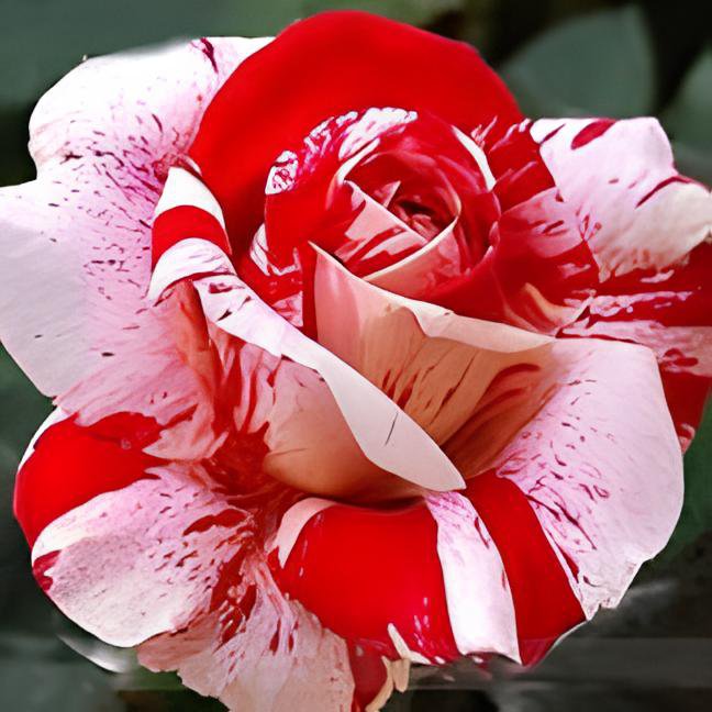 100 Seeds New Pink Rose Red Strip Shrub Flower Fresh Seeds