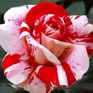 100 Seeds New Pink Rose Red Strip Shrub Flower Fresh Seeds