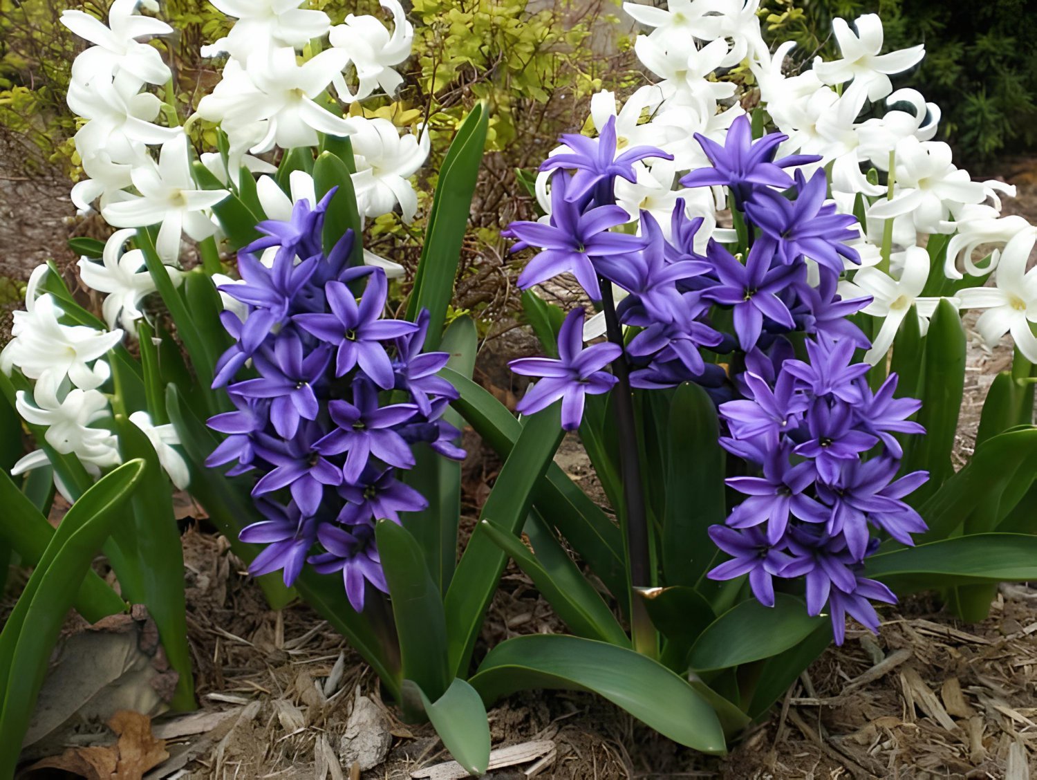 2 Seeds Hyacinth Bulb Fresh Seeds