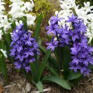 2 Seeds Hyacinth Bulb Fresh Seeds