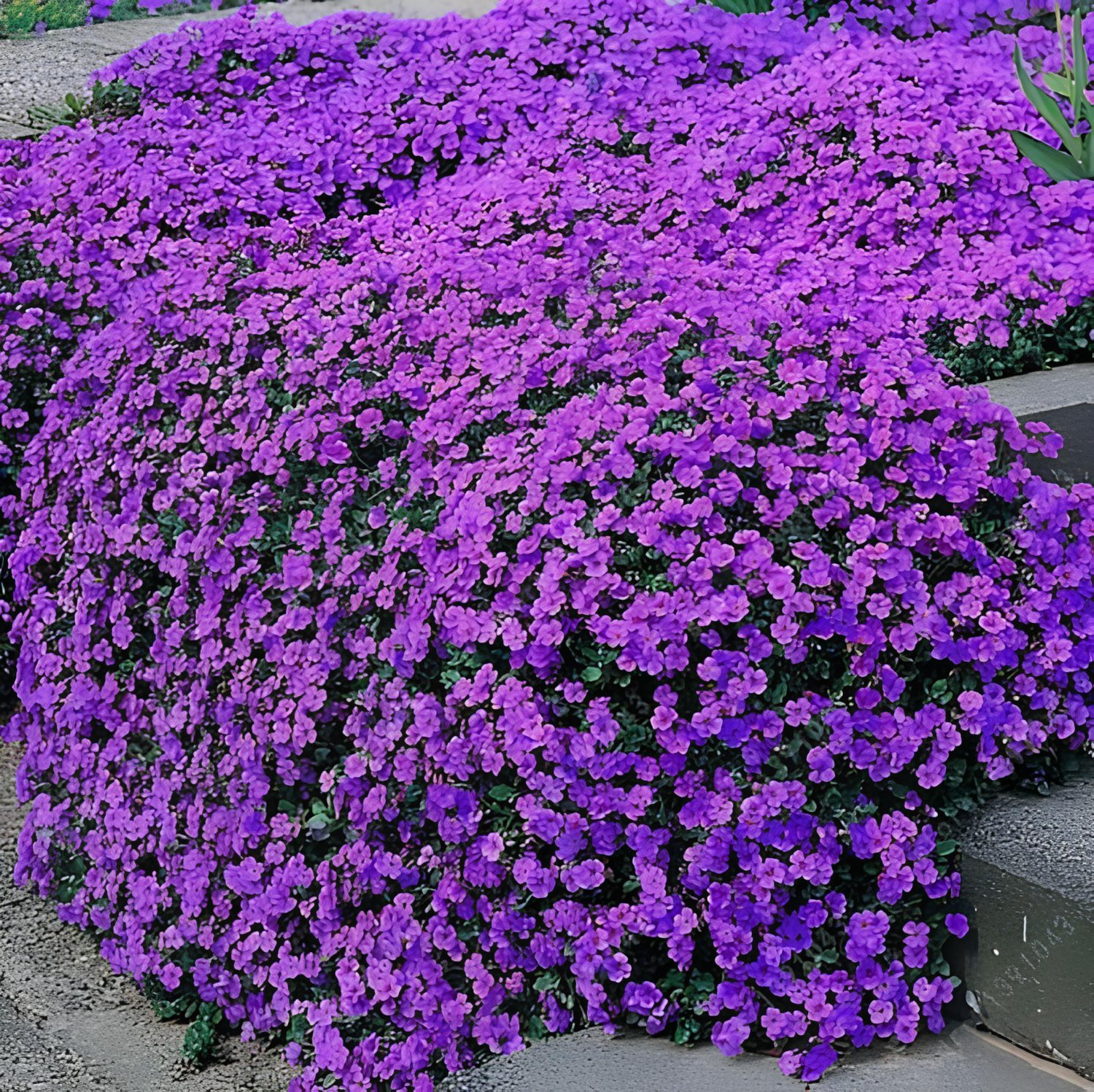 600 Seeds Rare Color Rock CRESS Plant Perennial Ground Cover Flower Plant Fresh Seeds