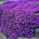 600 Seeds Rare Color Rock CRESS Plant Perennial Ground Cover Flower Plant Fresh Seeds
