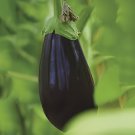 200 Seeds Rarest Heirloom 'Emperor' Black Pear Eggplant Vegetable Fresh Seeds