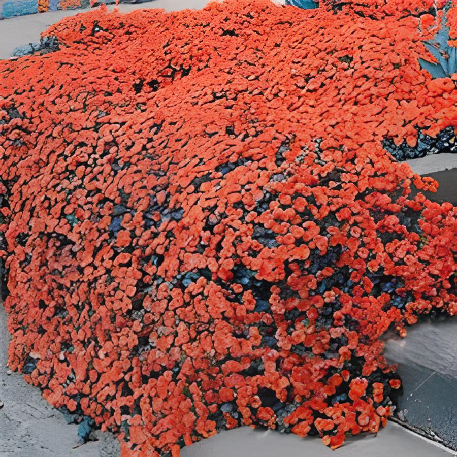 200 Seeds Creeping Thyme Seeds Rock CRESS Plant - Light Orange Colors Fresh Seeds