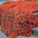 200 Seeds Creeping Thyme Seeds Rock CRESS Plant - Light Orange Colors Fresh Seeds