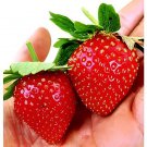600 Seeds Strawberry 