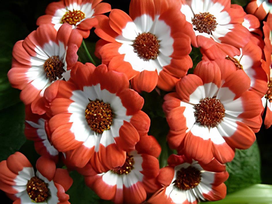 70 Seeds Hybrid F1 Orange White Florist's Cineraria Fresh Seeds