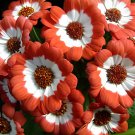 70 Seeds Hybrid F1 Orange White Florist's Cineraria Fresh Seeds