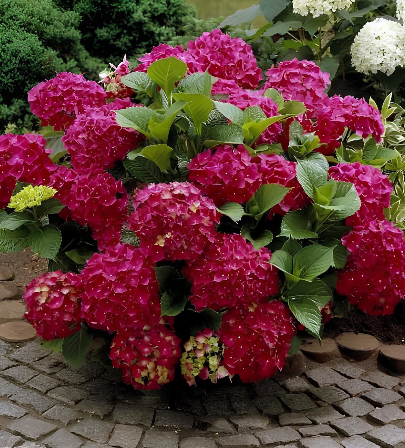 40 Seeds Hydrangea Flores Bonsai Plant for Home Garden (Color:Red) Fresh Seeds