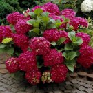 40 Seeds Hydrangea Flores Bonsai Plant for Home Garden (Color:Red) Fresh Seeds