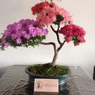 200 Seeds Japanese Azalea Seeds Dark Red Rhododendron Azalea Flowers Fresh Seeds