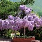 20 Seeds Mixed Wisteria Climbing Rattan Wisteria Flower Planting Fresh Seeds