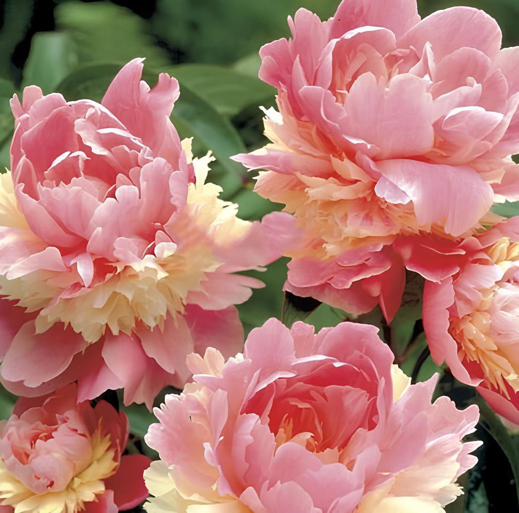 40 Seeds Rare Double Peony Seed Multicolor Perennial Fresh Seeds