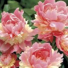 40 Seeds Rare Double Peony Seed Multicolor Perennial Fresh Seeds