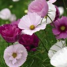 60 Seeds Cupcakes Mix Cosmos Seeds Hardy Plant Flower Fresh Seeds