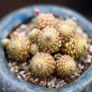 200 Seeds 4Monanthes Polyphylla One Flowered House Leek Dwarf Crassula Succulent Fresh Seeds