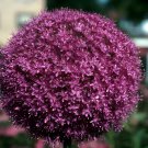 200 Seeds Rare Color Giant Allium Giganteum Beautiful Flower Fresh Seeds