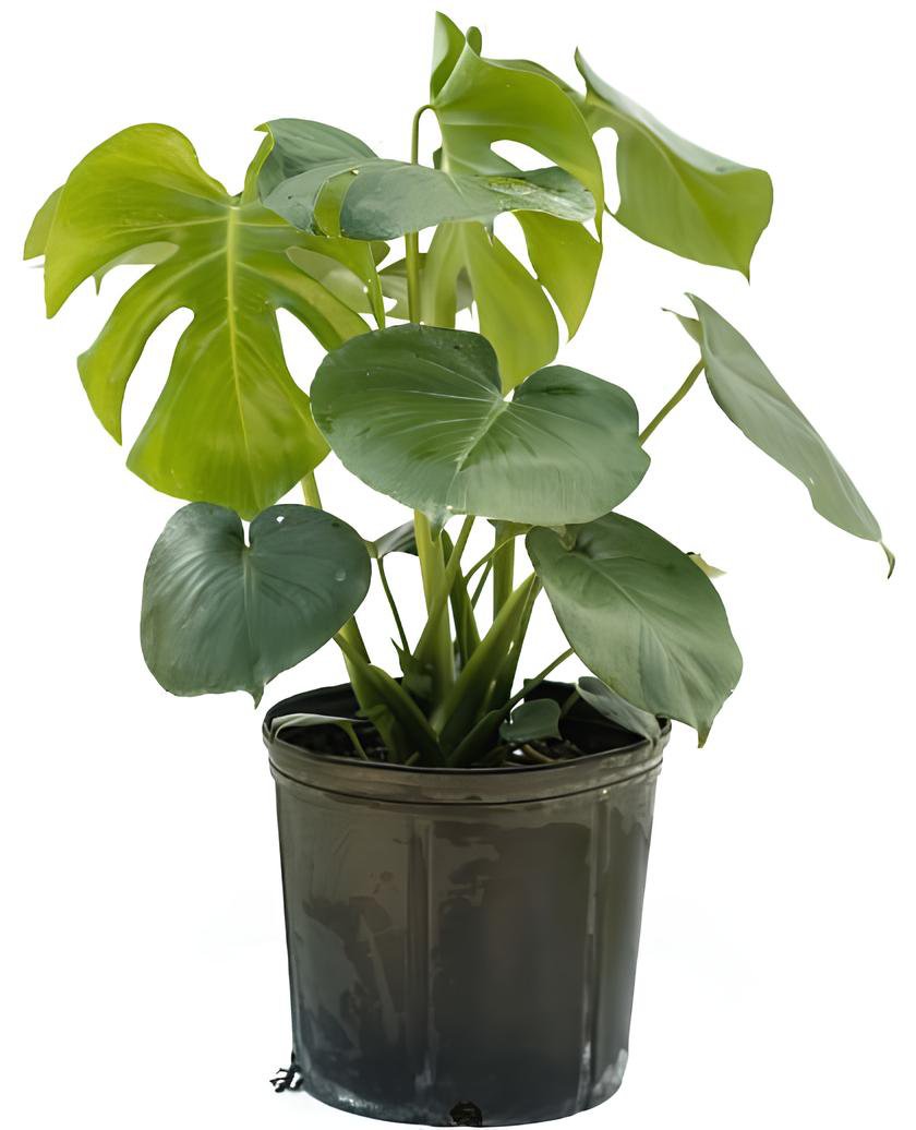 200 Seeds 12kinds Mix Philodendron Bonsai Fresh Seeds