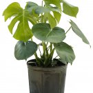 200 Seeds 12kinds Mix Philodendron Bonsai Fresh Seeds