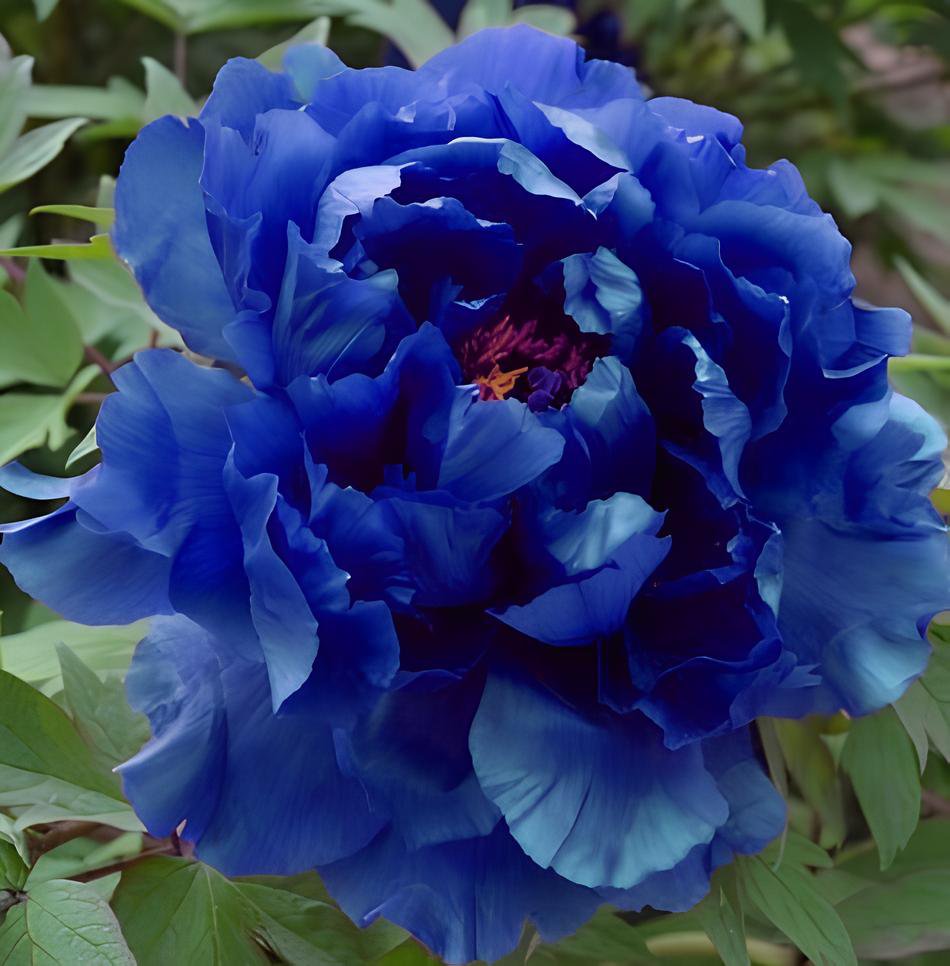 20 Seeds Chinese Rare and Precious Species of Blue Peony Flower Bonsai Fresh Seeds