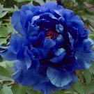 20 Seeds Chinese Rare and Precious Species of Blue Peony Flower Bonsai Fresh Seeds