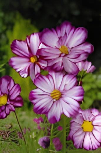 100 Seeds Fizzy Rose Picotee' Cosmos bipinnatus Annual Flowers Fresh Seeds