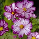 100 Seeds Fizzy Rose Picotee' Cosmos bipinnatus Annual Flowers Fresh Seeds