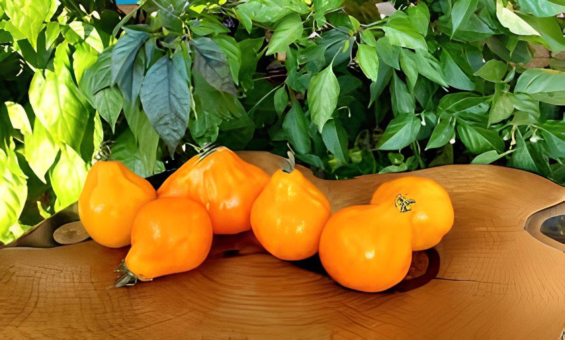 200 Seeds Rare Heirloom 'Foshou' Big Yellow Tomato Fresh Seeds