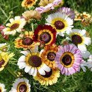 40 Seeds Heirloom Tricolor chrysanthemum Rainbow Colors Fresh Seeds