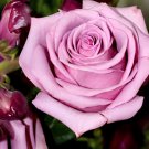 100 Seeds Rare 8 Types of Colorful Valentine's Romantic Rose Flower Fresh Seeds
