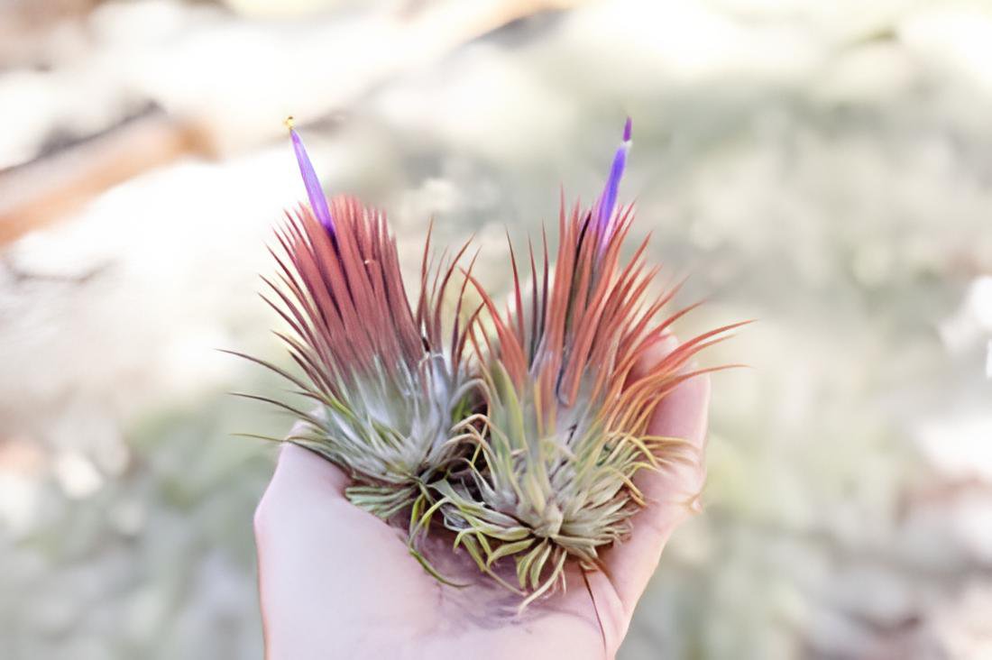 10 Seeds Tillandsia ionantha Guatamala Fresh Seeds