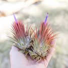 10 Seeds Tillandsia ionantha Guatamala Fresh Seeds