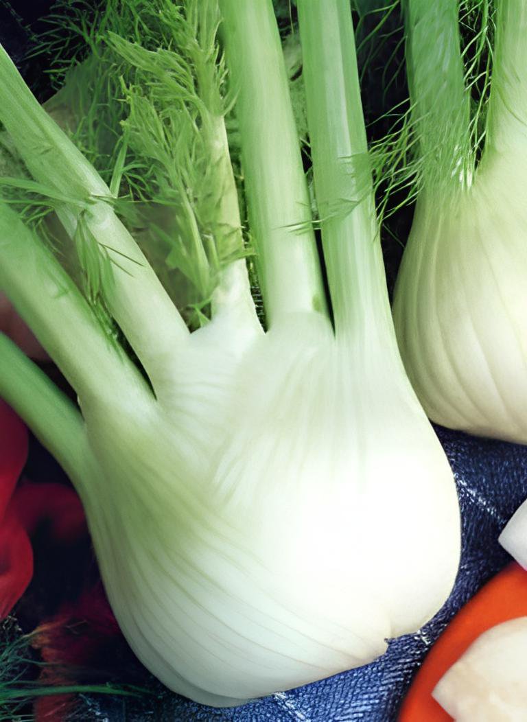 60 Seeds Organic Spherical Fennel Herbal Vegetables Fresh Seeds